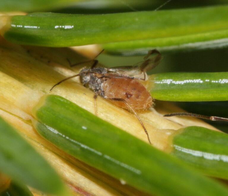 Medovnice smrková (Cinara pilicornis)