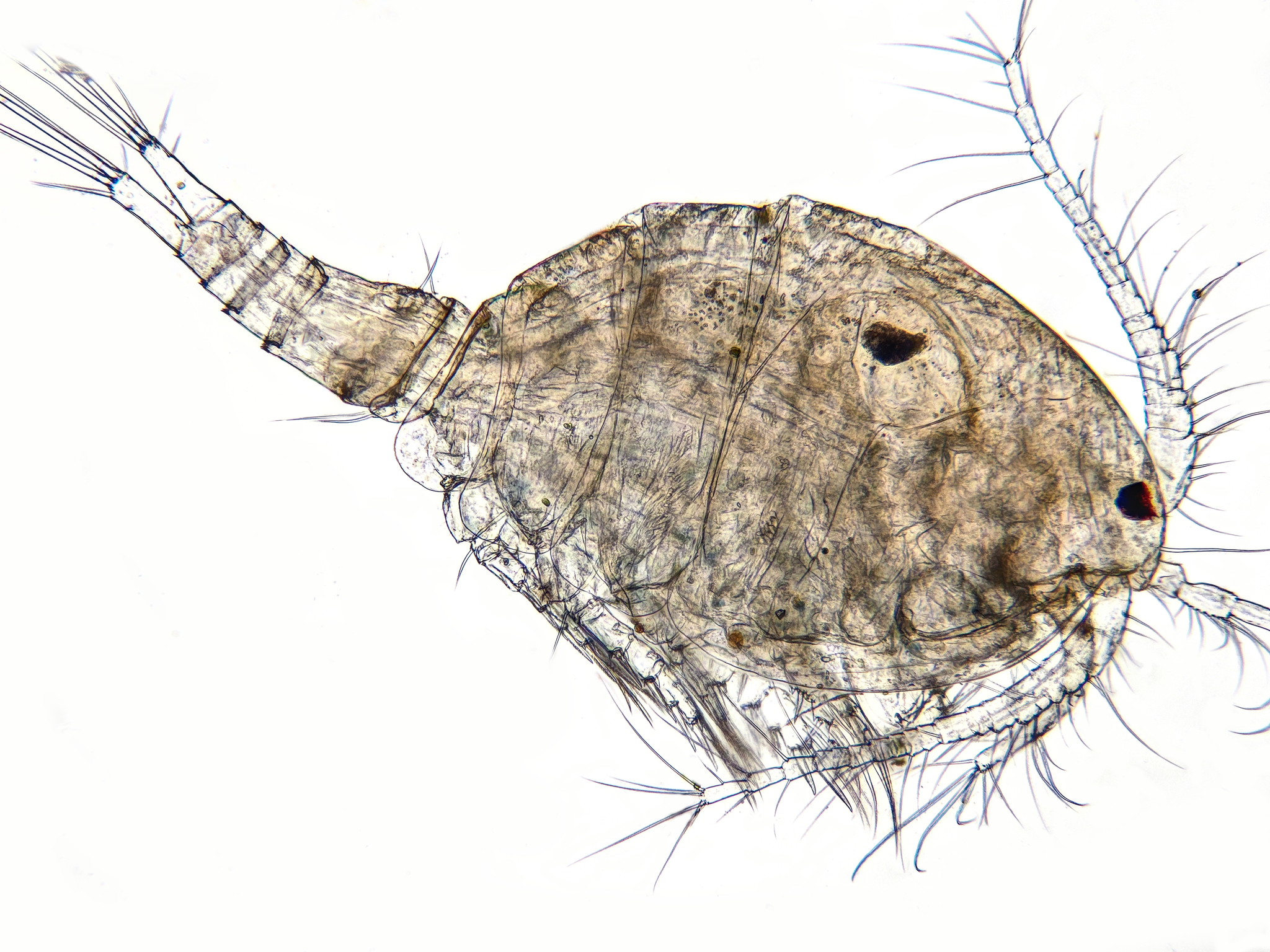Megacyclops viridis