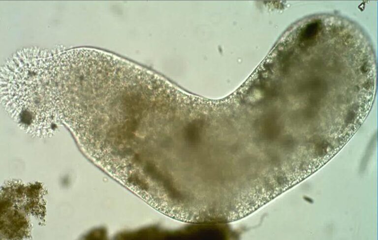 Měňavka bahenní (Pelomyxa palustris)