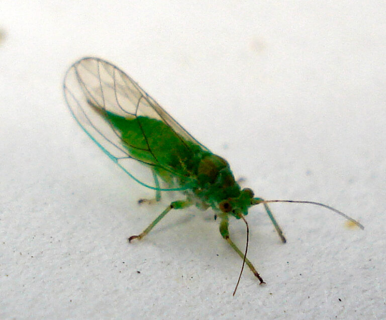 Mera olšová (Psylla alni)