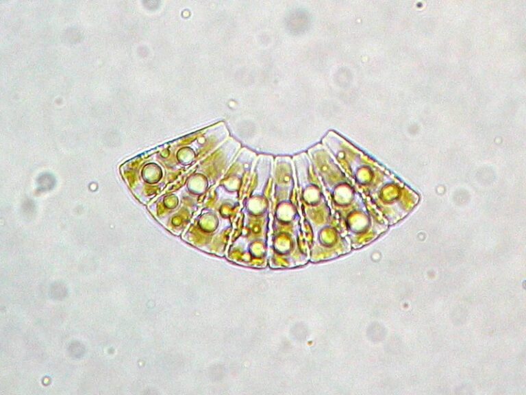 Meridion circulare