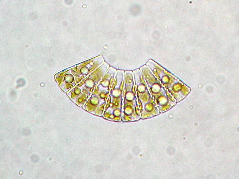 Meridion circulare