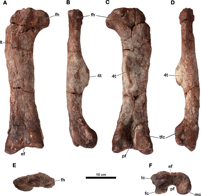 Meroktenos