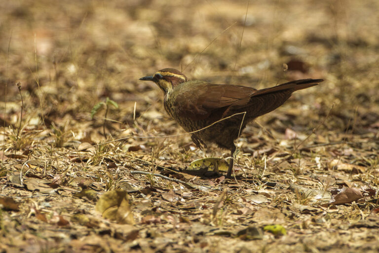 mesit běloprsý (Mesitornis variegatus)
