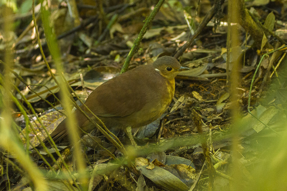mesit hnědý (Mesitornis unicolor)
