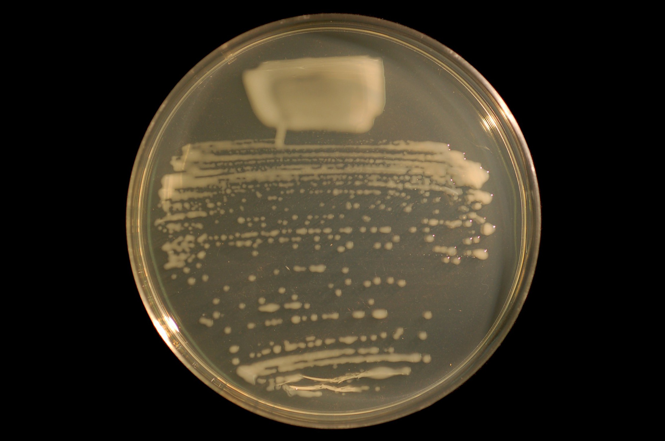 Mesorhizobium loti