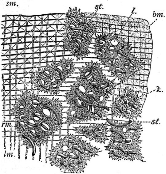 Mesostoma lingua