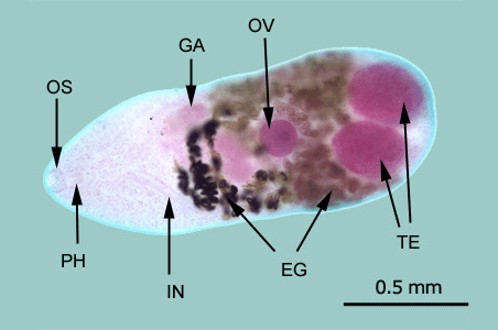 Metagonimus yokogawai