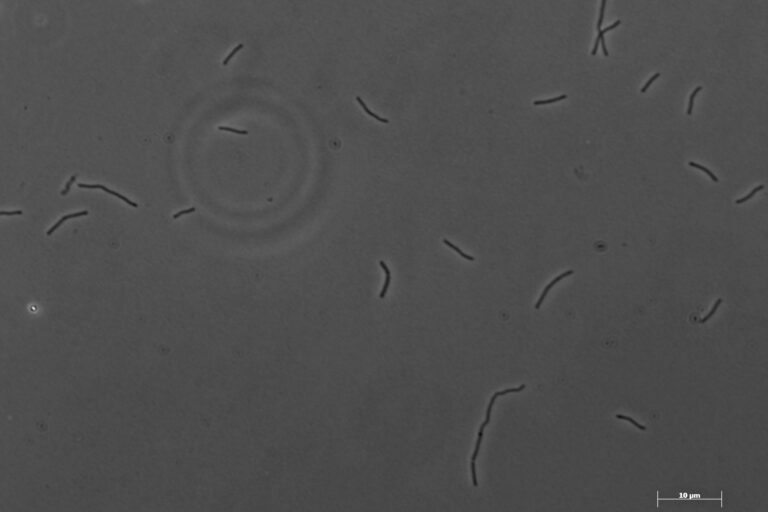 Methanobacterium formicicum Methanobacterium formicicum