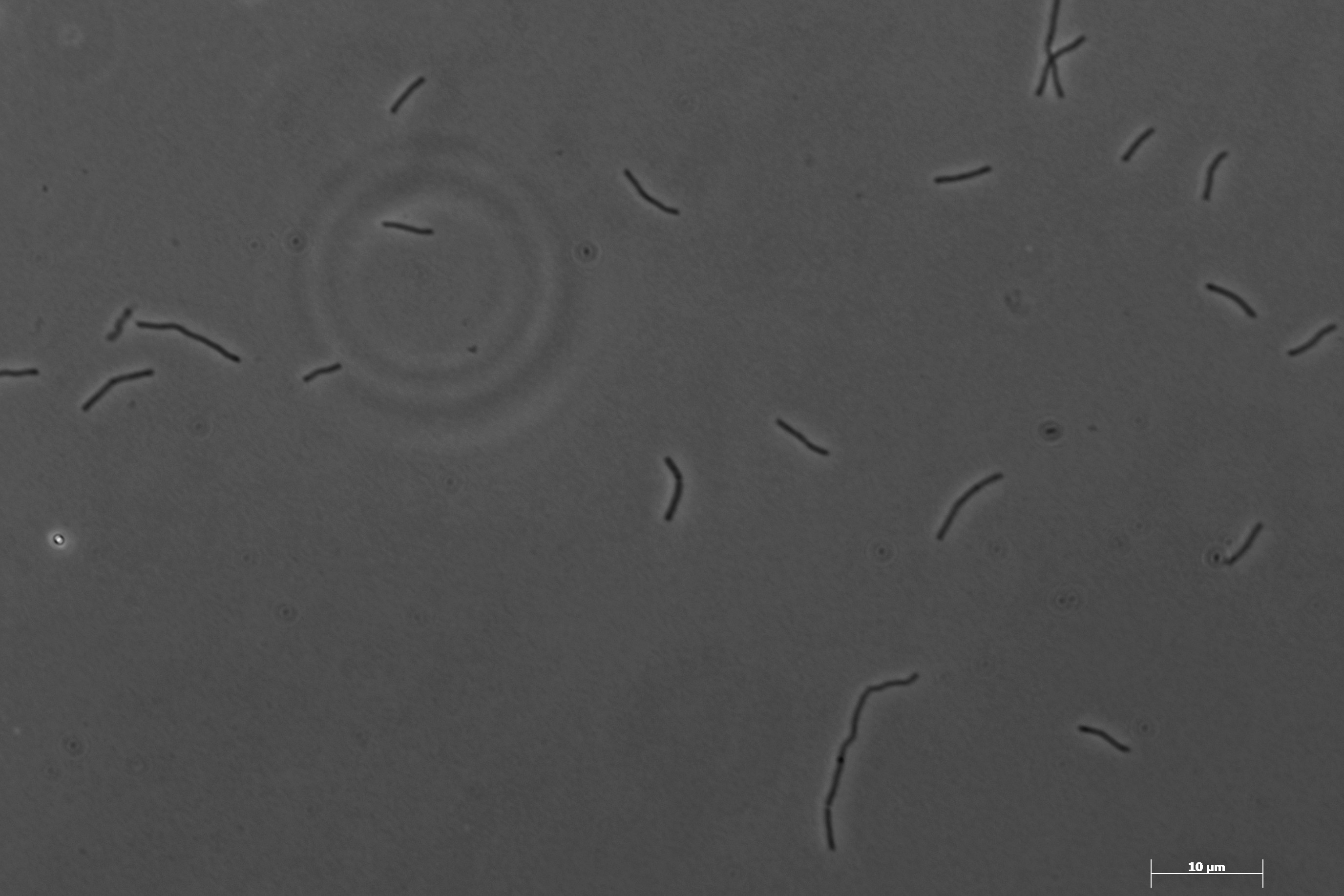 Methanobacterium formicicum