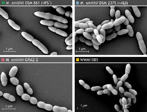 Methanobrevibacter smithii