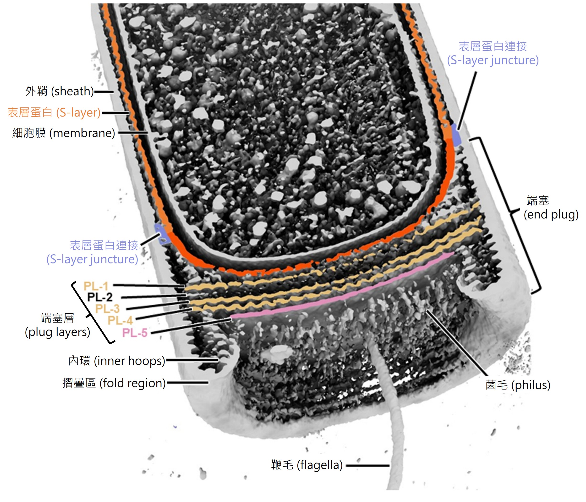 Methanospirillum hungatei