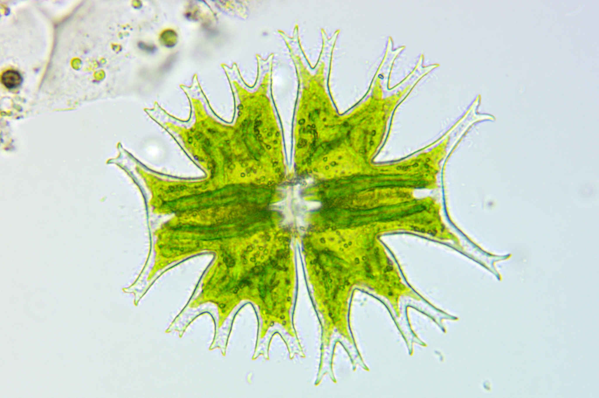 Micrasterias furcata