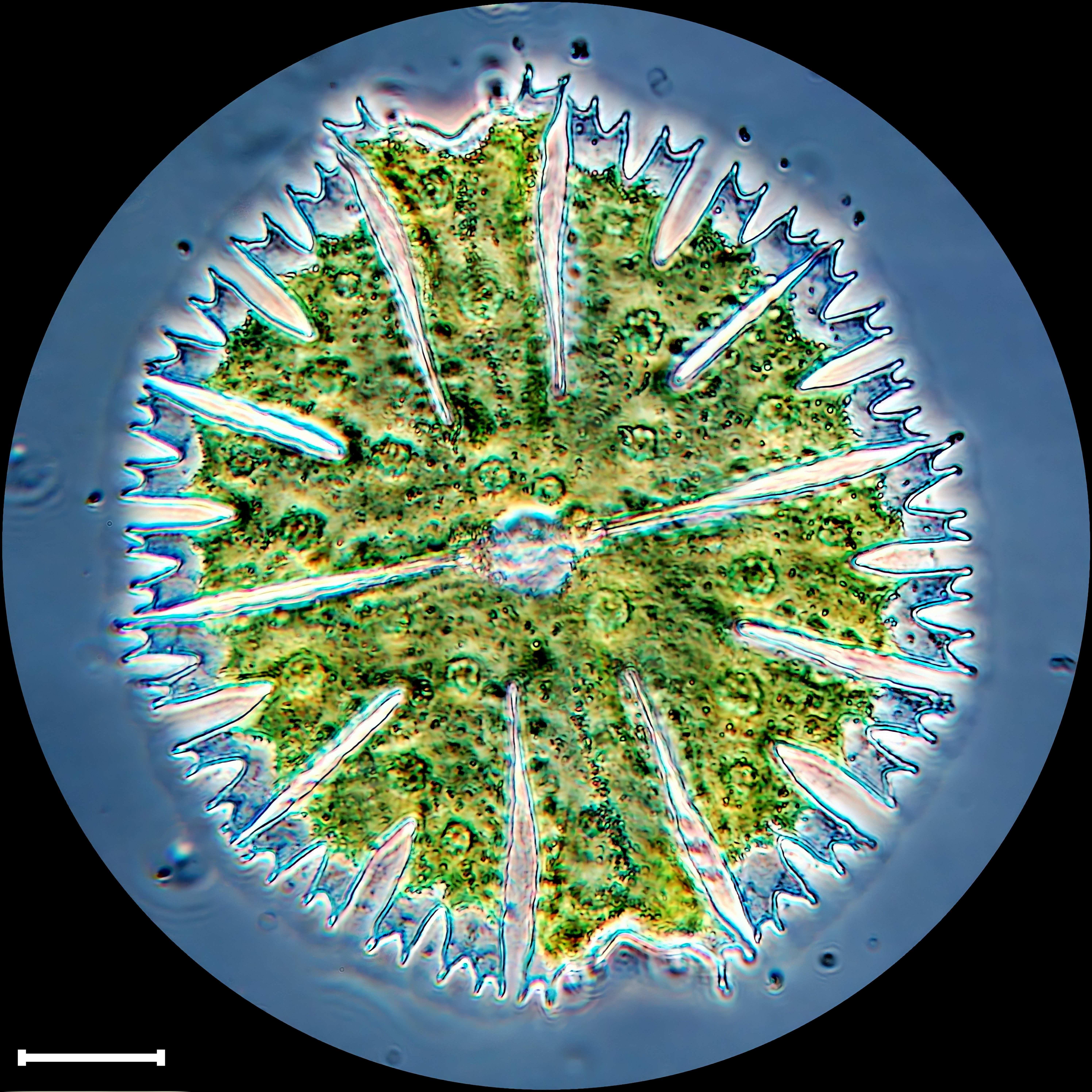 Micrasterias papillifera