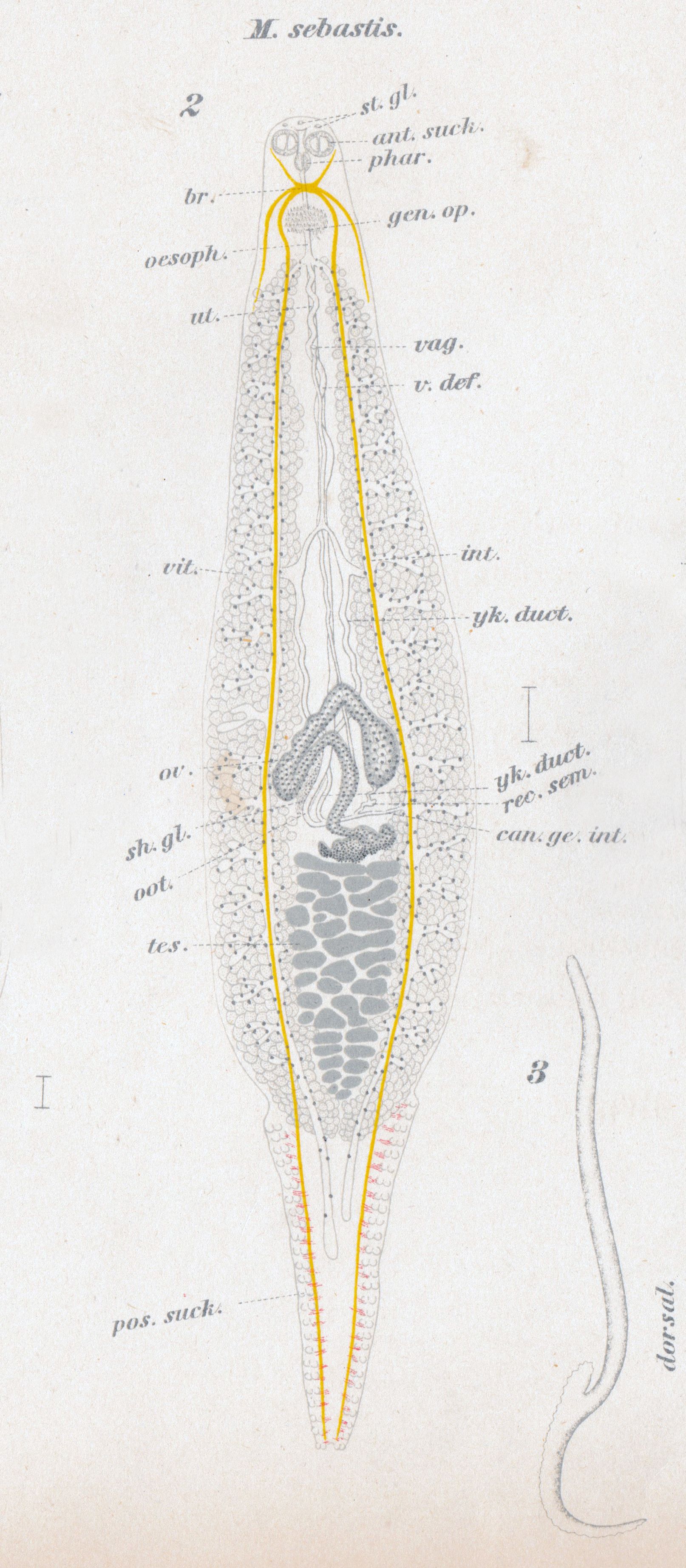 Microcotyle sebastis