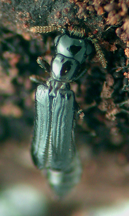 Micromalthus debilis