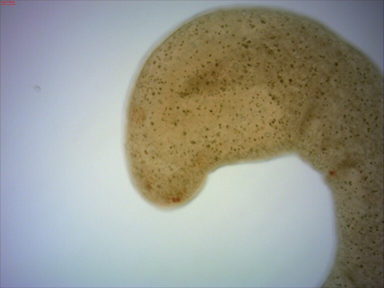 Microstomum lineare