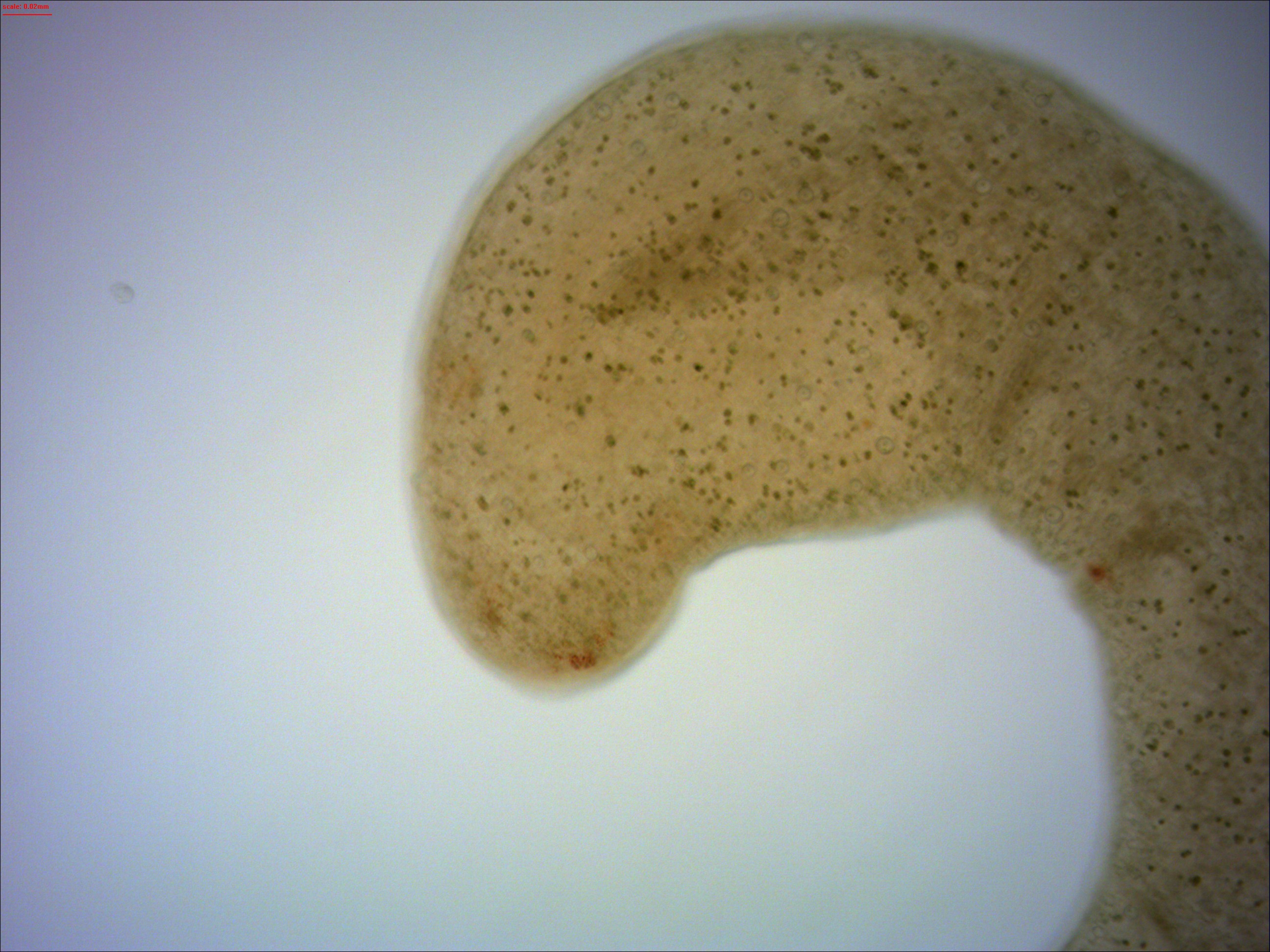 Microstomum lineare