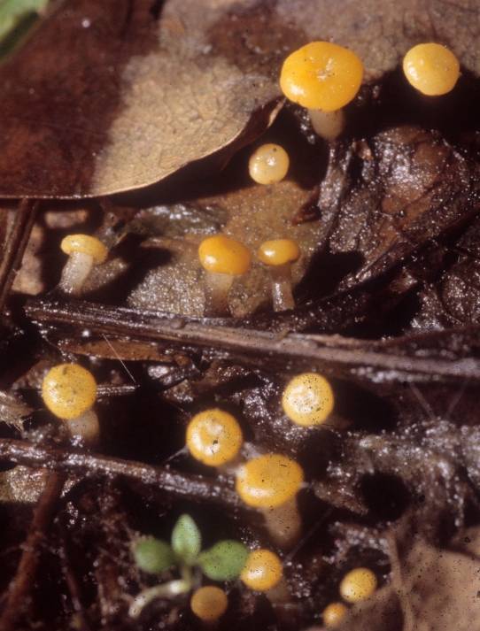 míhavka vodní (Vibrissea truncorum)