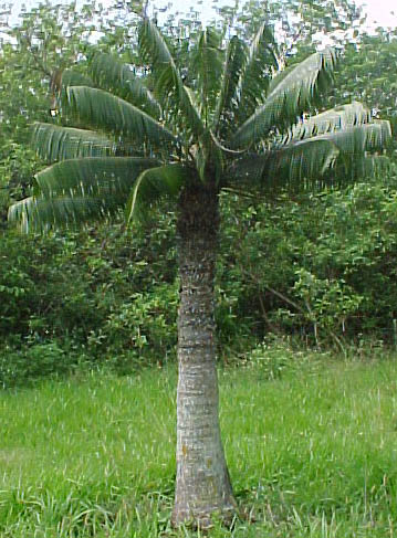 mikrocykas krásný (Microcycas calocoma)