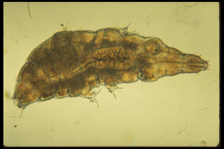 Milnesium tardigradum