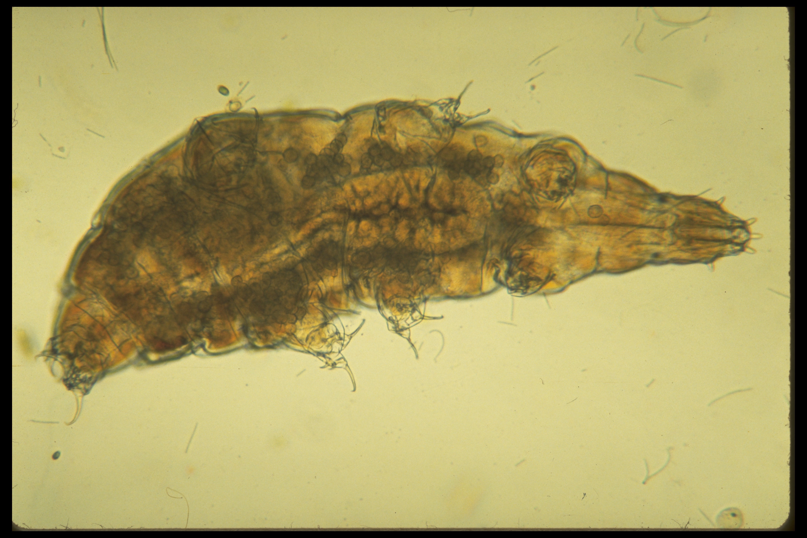 Milnesium tardigradum