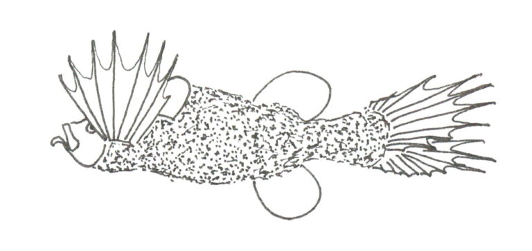 mirapina atlantská (Mirapinna esau)