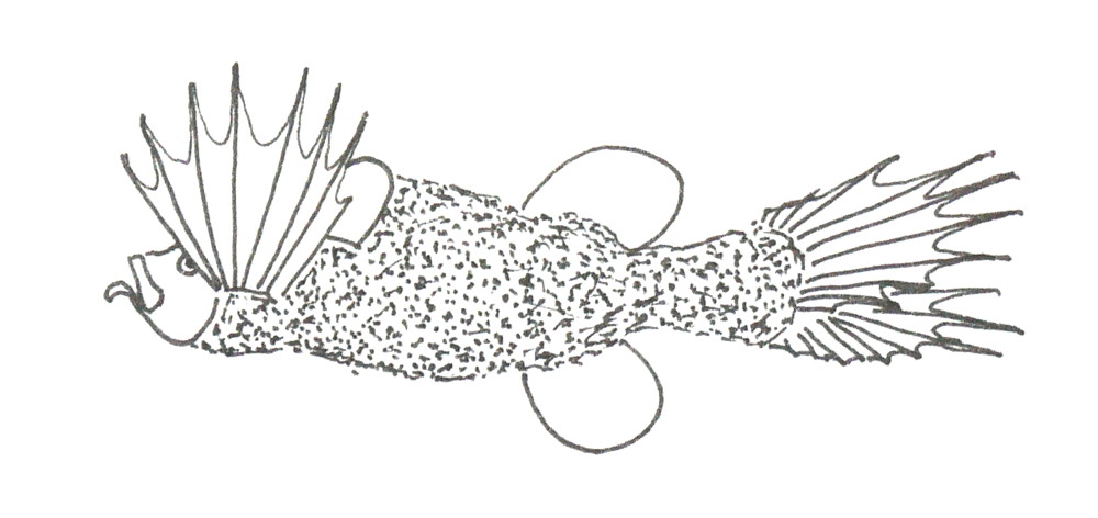 mirapina atlantská (Mirapinna esau)
