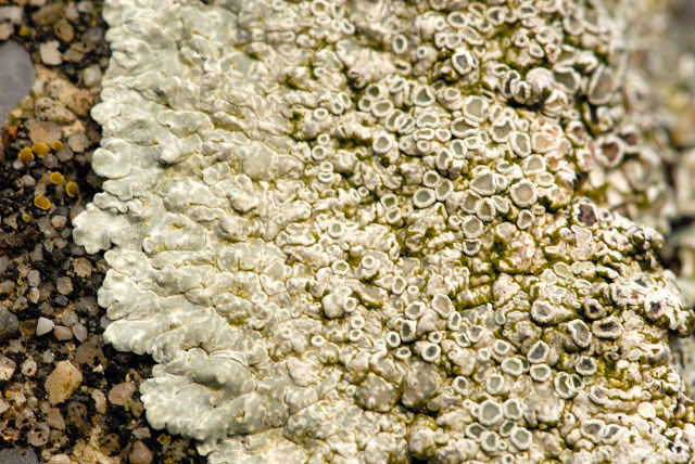Misnička zední (Lecanora muralis)