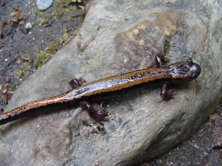 mlok dvoupruhý (Chioglossa lusitanica)