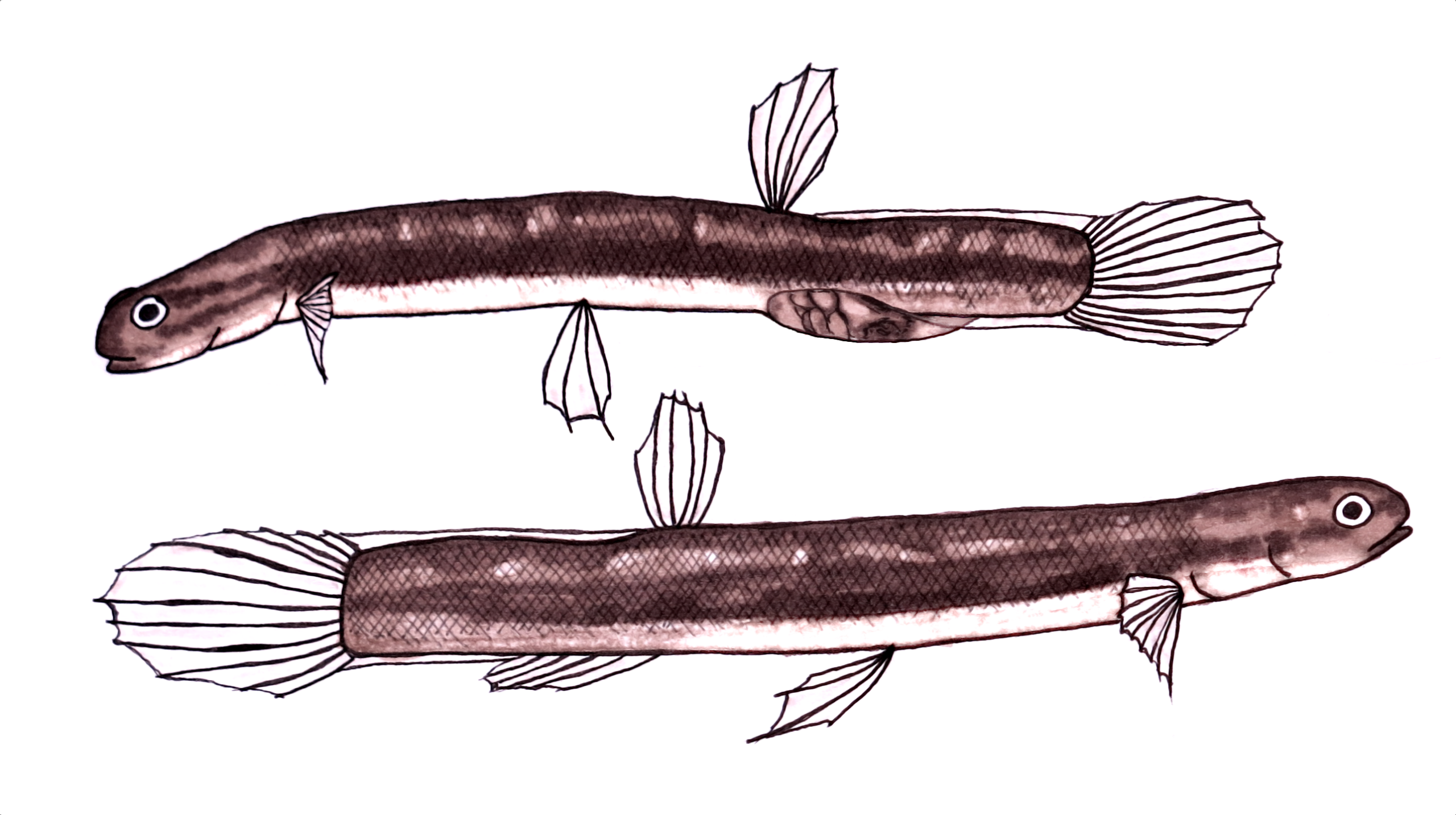 Mlokovka mlokovitá (Lepidogalaxias salamandroides)