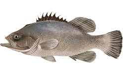 mnohopilák americký (Polyprion americanus)