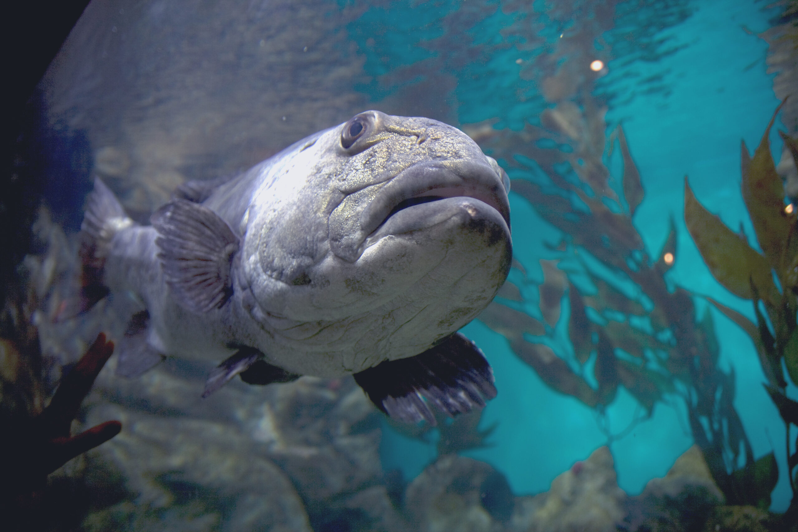 Mnohopilák velký (Stereolepis gigas)