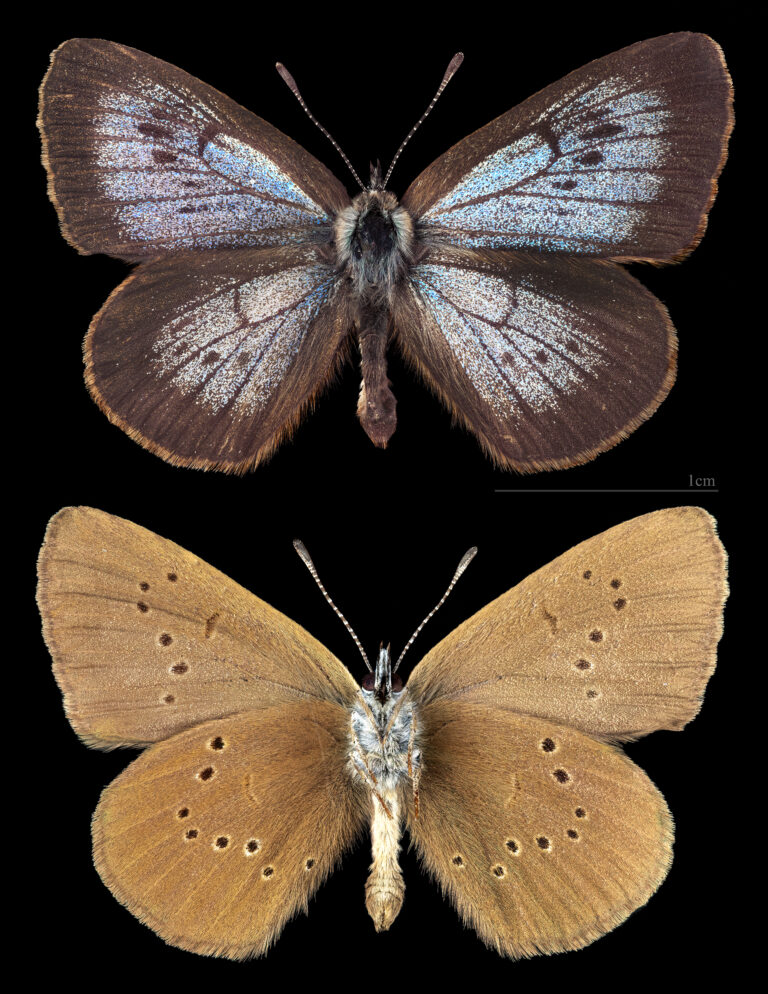 modrásek bahenní (Phengaris nausithous)