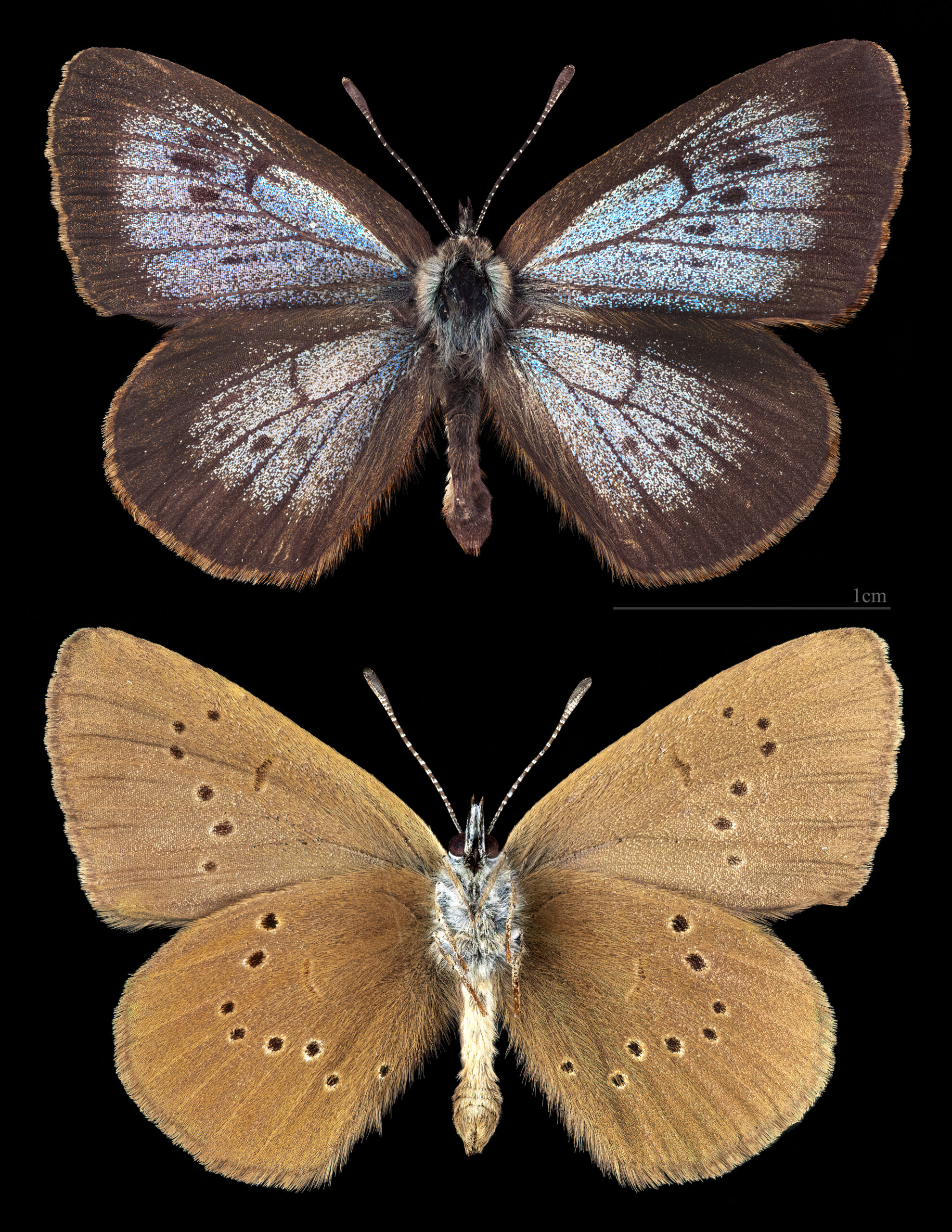 modrásek bahenní (Phengaris nausithous)