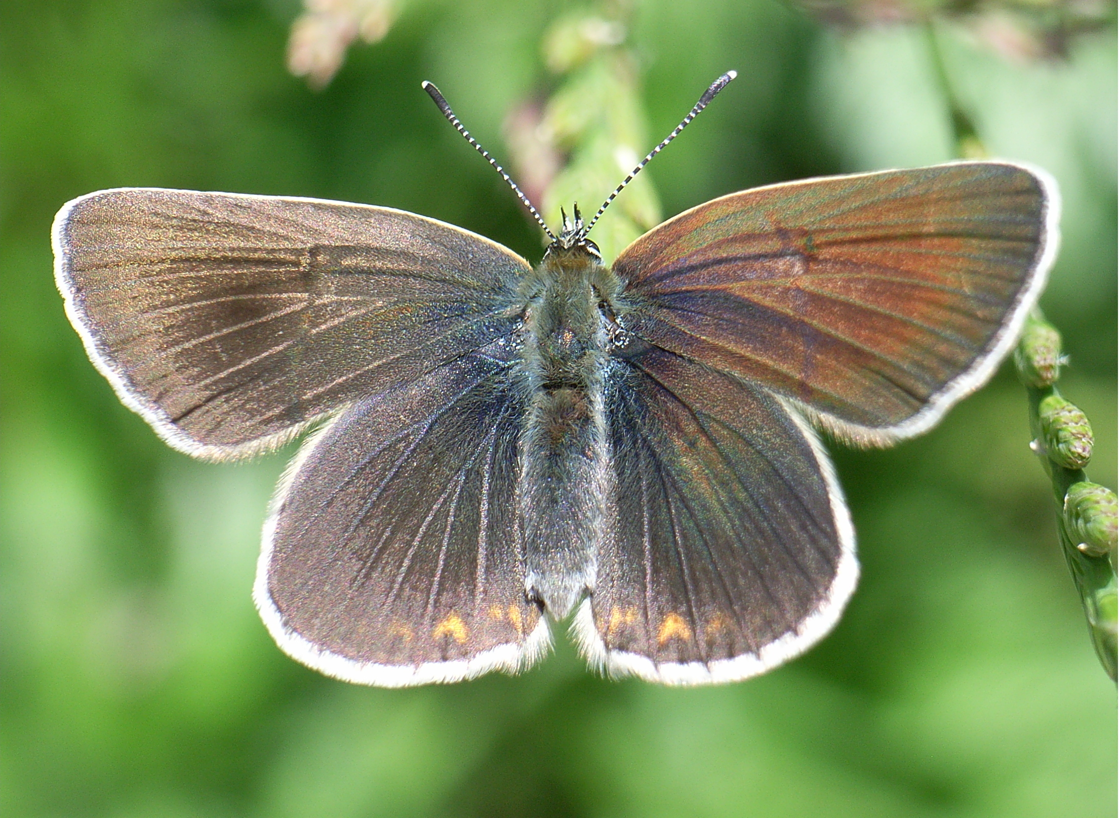 modrásek bělopásný (Eumedonia eumedon)