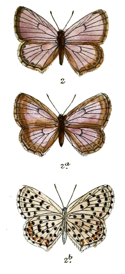 modrásek černočárný (Pseudophilotes baton)
