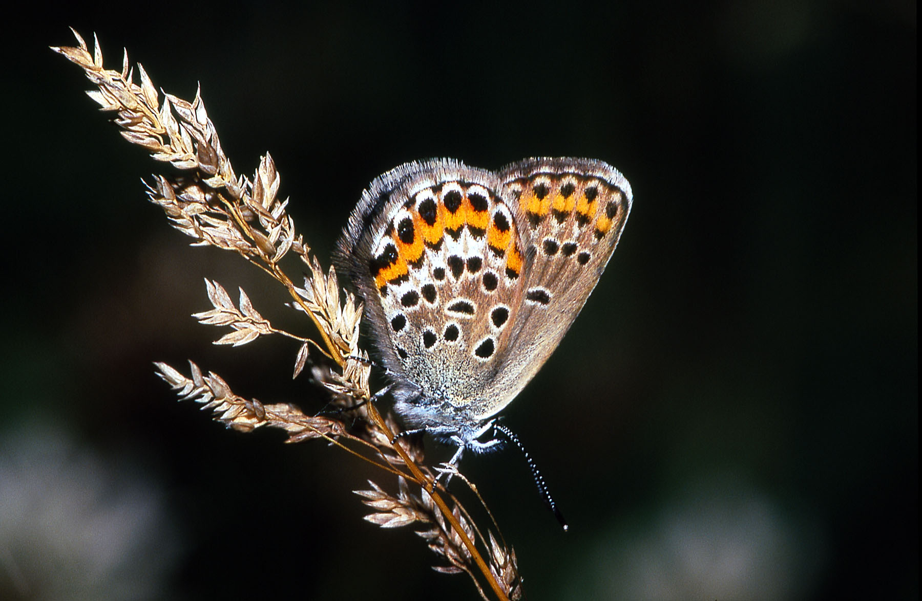 modrásek černolemý (Plebejus argus)