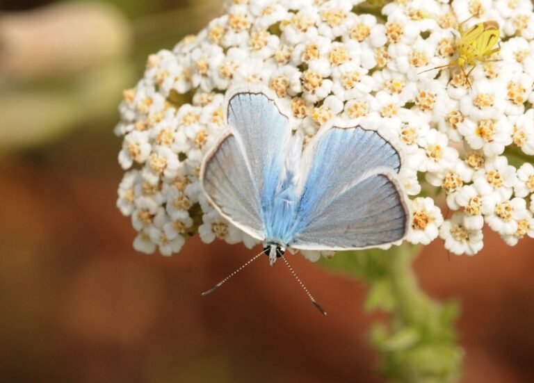 modrásek hnědoskvrnný (Polyommatus daphnis)