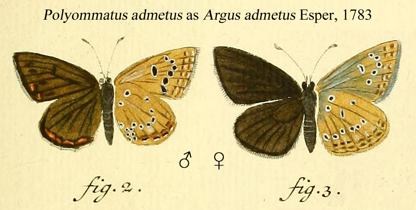 modrásek hnědý (Polyommatus admetus)
