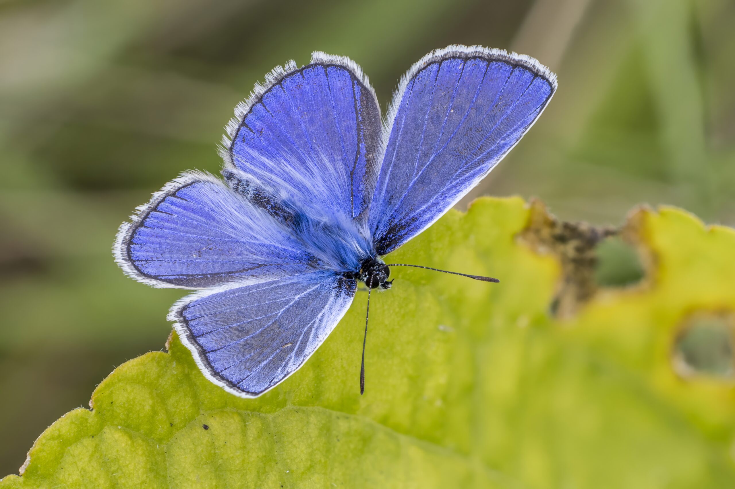 modrásek jehlicový (Polyommatus icarus)