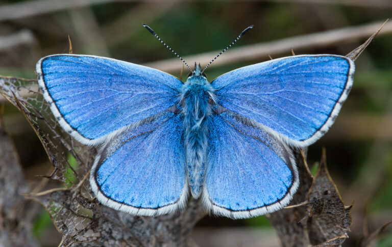 Modrásek jetelový (Lysandra bellargus)