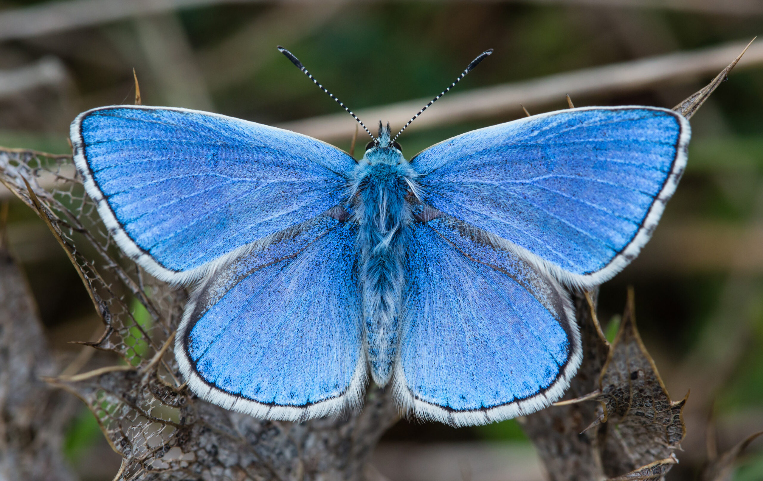 Modrásek jetelový (Lysandra bellargus)