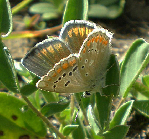 modrásek komonicový (Polyommatus dorylas)
