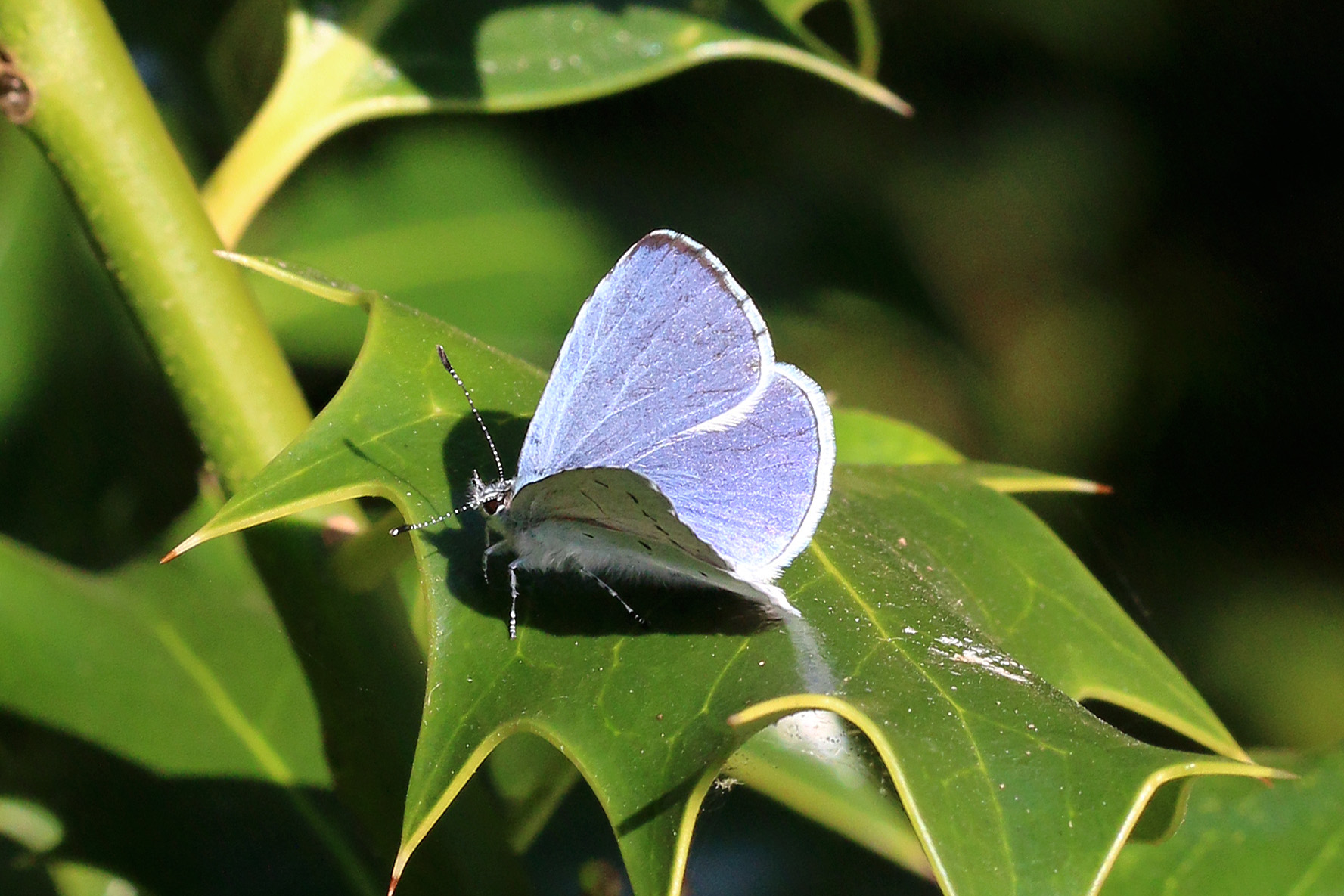 modrásek krušinový (Celastrina argiolus)