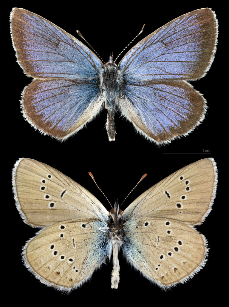 modrásek lesní (Cyaniris semiargus)