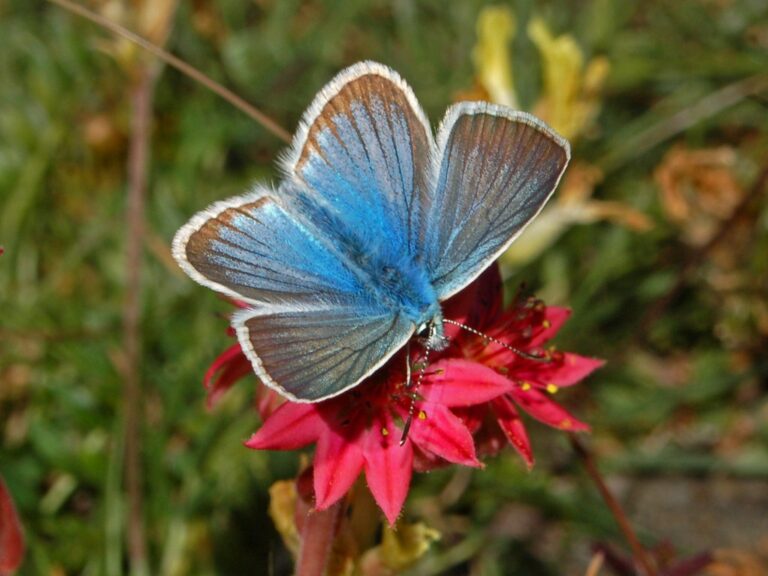 modrásek ligrusový (Polyommatus damon)