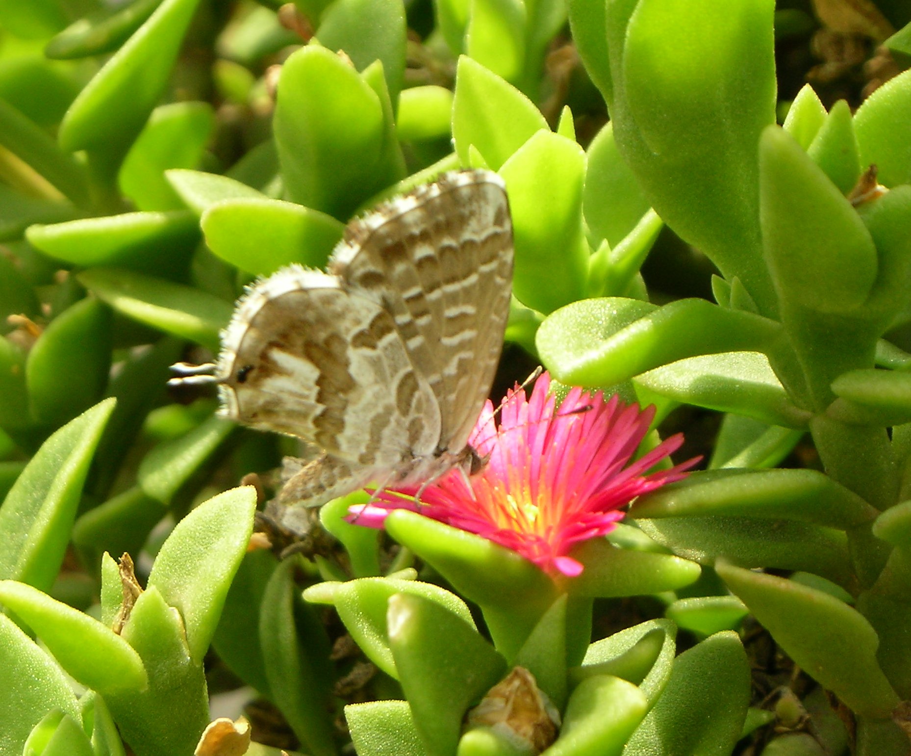 modrásek muškátový (Cacyreus marshalli)