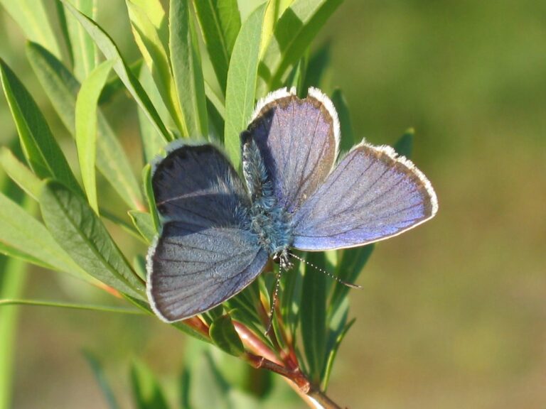 modrásek obecný (Plebejus idas)