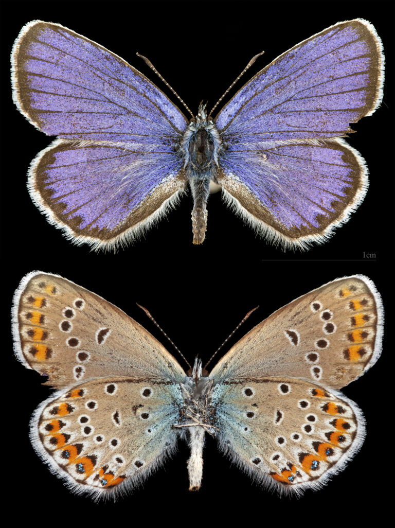 modrásek podobný (Plebejus argyrognomon)
